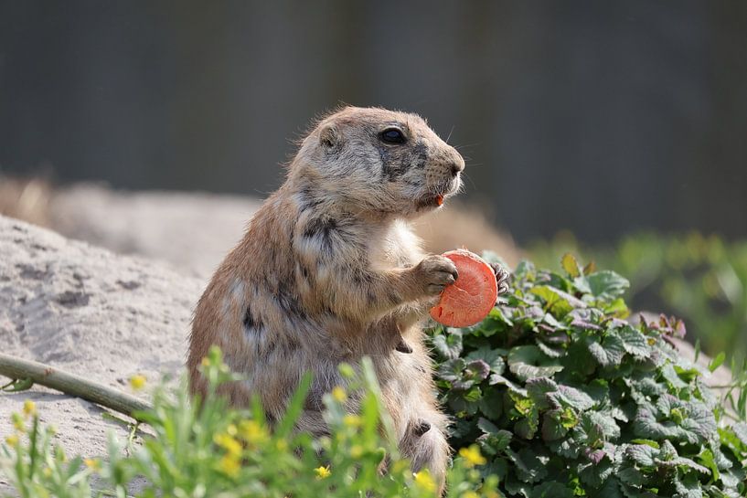 Tiere und Natur von Lennart Mans