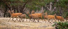 Cerfs rouges sur le Hoge Veluwe