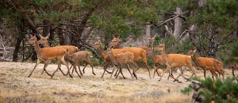 Red deer on the Hoge Veluwe by Gert Hilbink