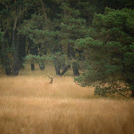 Red deer at the edge of the forest