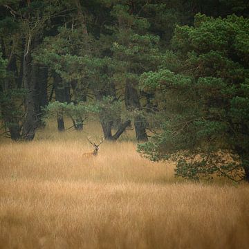 Cerf rouge à l'orée de la forêt sur Koen Goossens