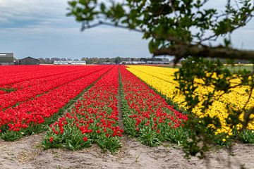Uitzicht op het bloemenveld van Yanuschka Fotografie | Noordwijk