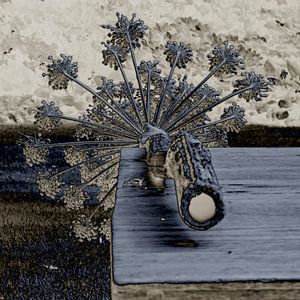 Riesenbärenklau in Blau
