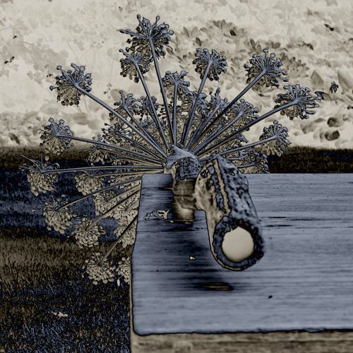 Riesenbärenklau in Blau