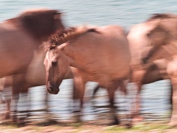 Konik horses in action by Machiel Zwarts