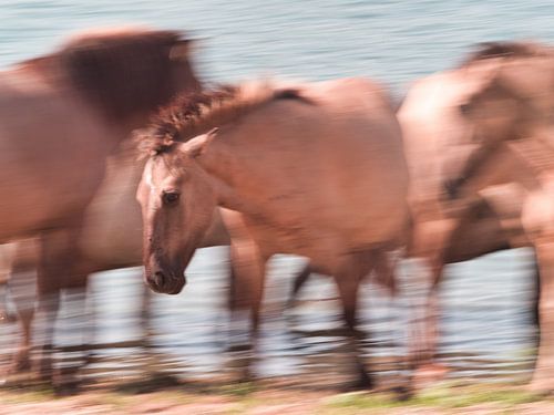 Konik horses in action