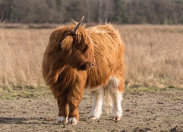 Schotse Hooglander met witte delen in vacht van Ans Bastiaanssen