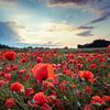 Monblüten im Sommer von Steffen Gierok