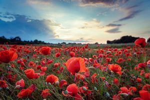Monblüten im Sommer