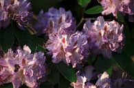 Rhododendron by Thomas Jäger thumbnail