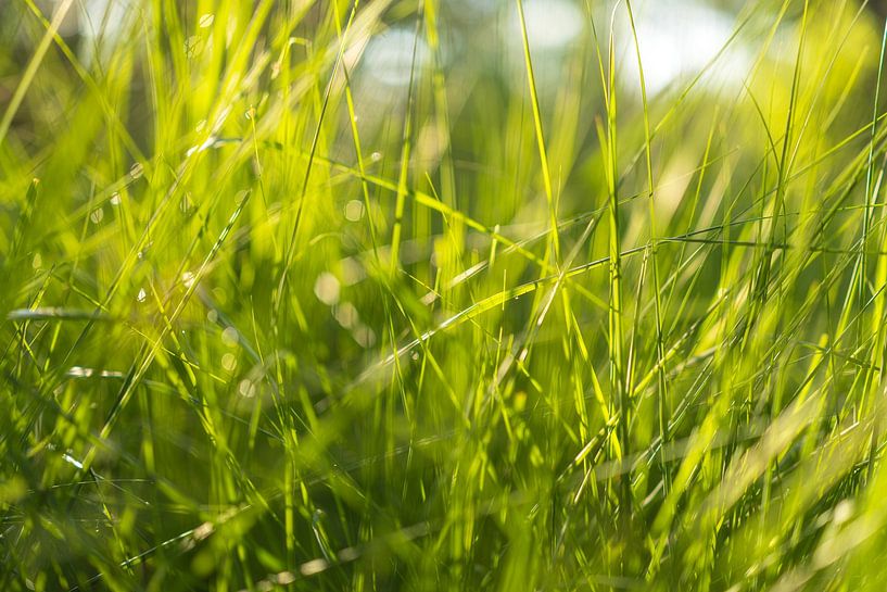 Grass in the sunlight - Dwingelderveld - Drenthe (Netherlands) by Marcel Kerdijk