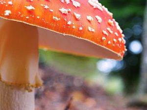 Rot mit weißen Tupfen