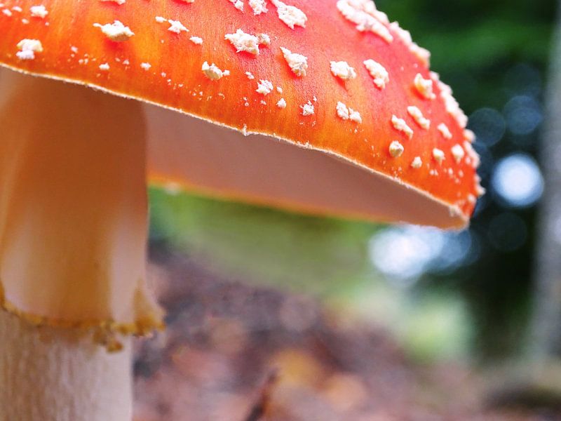 Red with white dots by Liv ter Riet