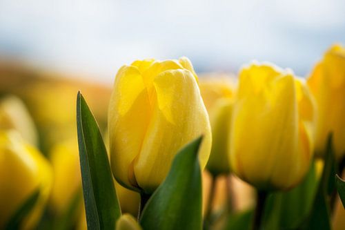 Tulpenveld in Noord-Holland
