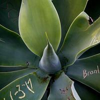 Plant Art