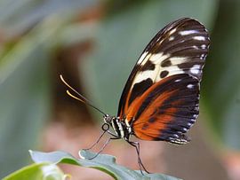 Heliconius Hecale, Tropische vlinder Tropical Butterfly (Collectie 2018) by Jan van Bruggen