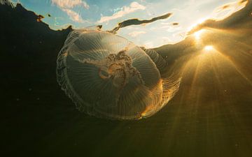 Une autre perspective sur la méduse sur Lennart Verheuvel