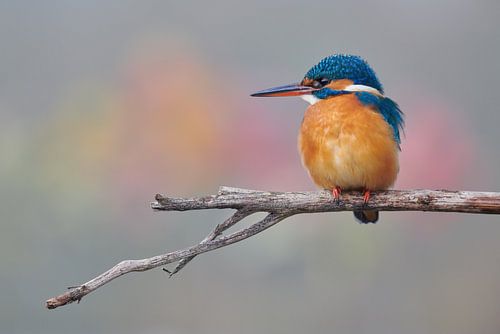IJsvogel in mooie pastelkleuren