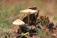 Champignon parasol - Looierheide Gennep