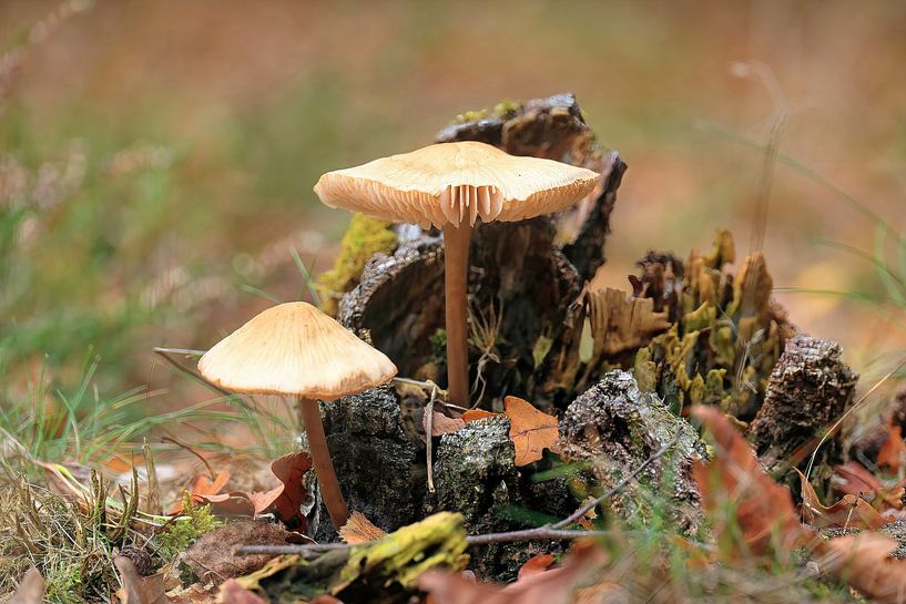 Parasolpilz - Looierheide Gennep von Guus Rameckers