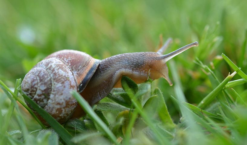 slow by Corinne Alferink