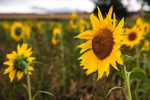 Tournesol au bord du champ