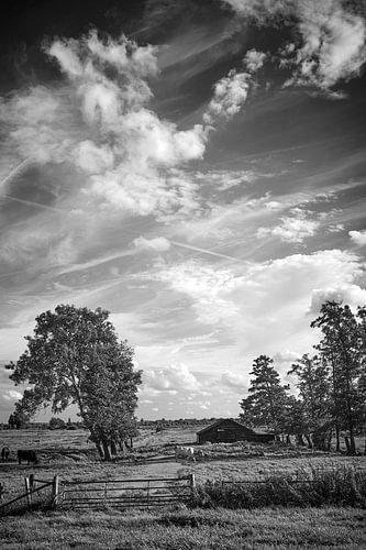Meadow, Stichtse Vecht