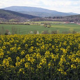 Blick in Richtung Rhön im Frühling mit Rapsfeld von Martin Flechsig