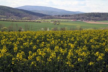Blick in Richtung Rhön im Frühling mit Rapsfeld