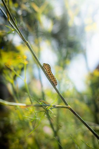 Chenille à queue d'hirondelle