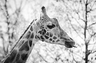 Cheeky Giraffe in black and white by Evelien Oerlemans thumbnail