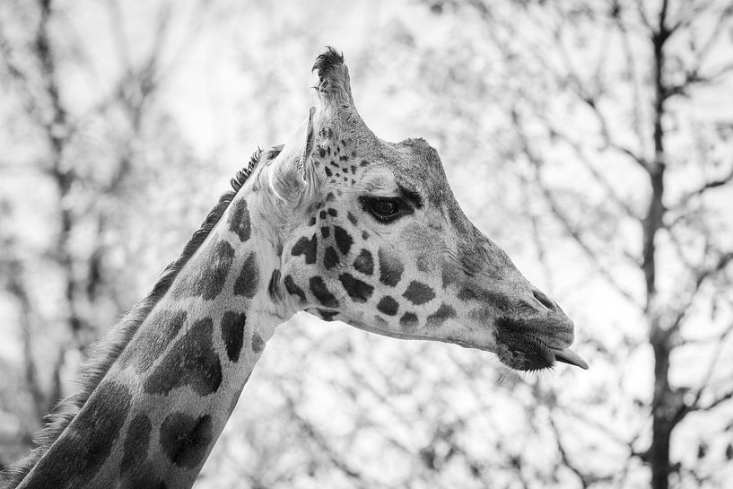 Cheeky Giraffe in black and white by Evelien Oerlemans