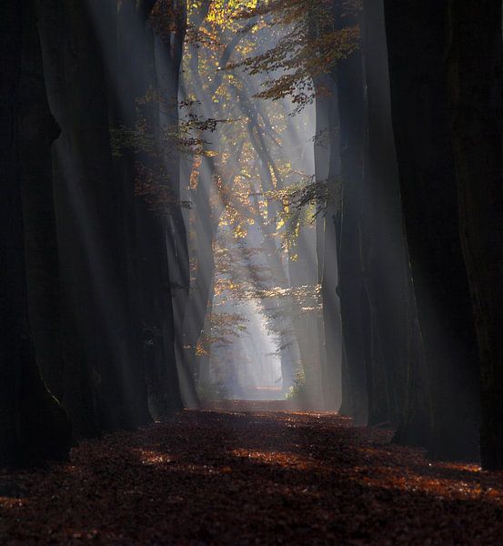 Zonnestralen door het Hoekelumse bos [staand] (Ede, Nederland) van Ben Nijenhuis