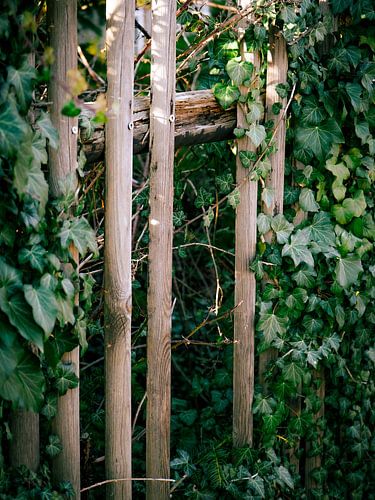 A garden fence with ivy