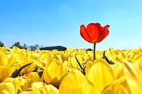 Red tulip