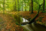Ruisseau dans une forêt de hêtres au début de l'automne par Sjoerd van der Wal Photographie Aperçu