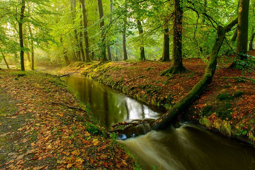 Ruisseau dans une forêt de hêtres au début de l'automne par Sjoerd van der Wal Photographie