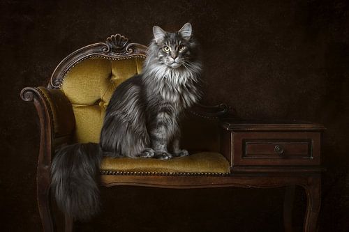 Vintage Fine Art Portrait Maine Coon Cat