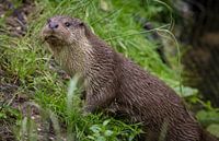 Breathtaking close-up European Otter (lutra lutra) at the water's edge.