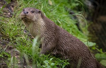 Adembenemende close-up Europese Otter (lutra lutra) aan de waterkant. van Wildlife Designs