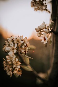 La beauté de la fleur de poirier sur Monique Peters