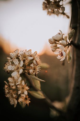 La beauté de la fleur de poirier