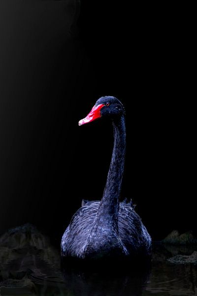 Foto Zwarte zwaan van Guido Heijnen