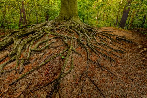 Wurzeln von Bäumen