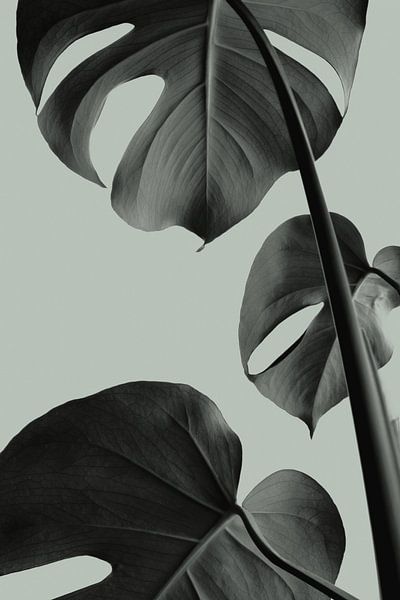 Monstera Teal 03, 1x Studio III von 1x