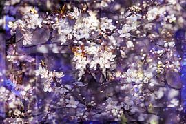 Frühlingsblüte von Henk Leijen