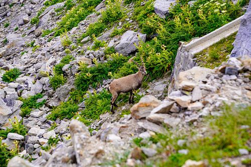 Ongerepte alpenwildernis in de Zwitserse Alpen met ruige bergtoppen en ruige natuur.