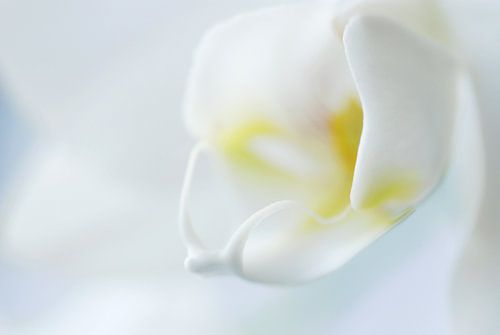 Witte Orchidee 