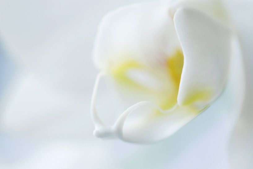 Witte Orchidee  von Margreet Frowijn