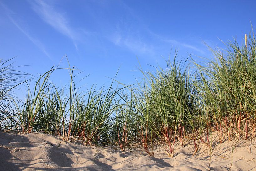 Dunes by Ostsee Bilder